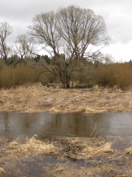 Baum in Fluss
